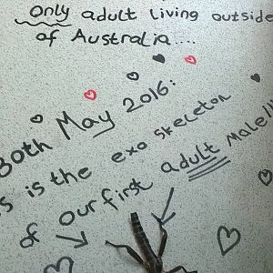 Lord Howe Stickinsect