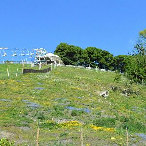 Gelada baboon enclosure