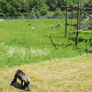 Chimp enclosure