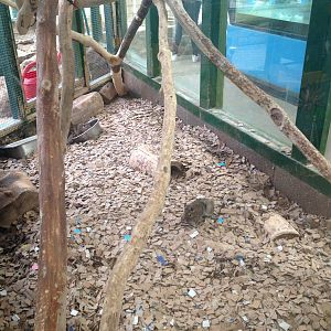 Degu Exhibit at Ponderosa Rural Thereapeutic Centre