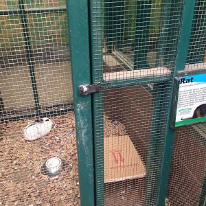 A funny-looking rat at Ponderosa Rural Thereapeutic Centre