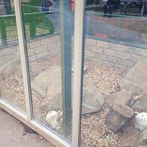 Outdoor View of Rabbit Exhibit at Ponderosa Rural Thereapeutic Centre