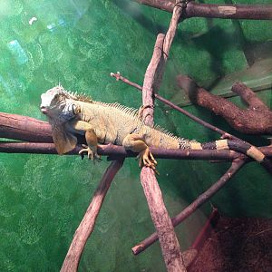 Green Iguana at Ponderosa Rural Thereapeutic Centre