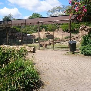 One of the Gelada enclosures