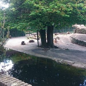 Gelada - Barbary sheep enclosure