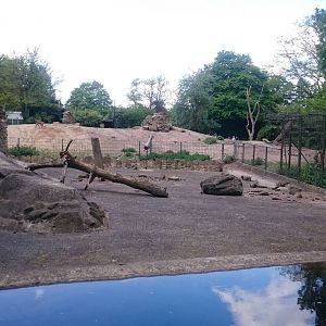 Gelada - Barbary sheep enclosure