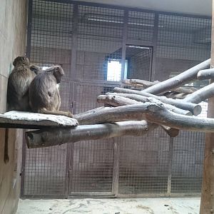 Indoor Gelada enclosure