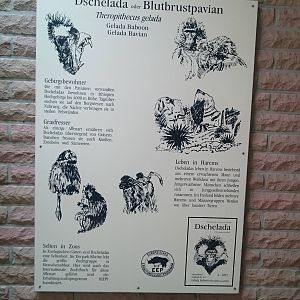 Gelada information
