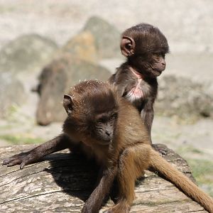 Gelada youngsters