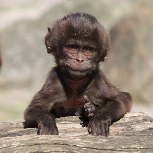 Gelada youngster
