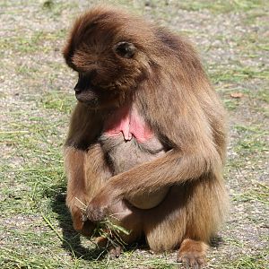 Gelada female