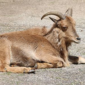 Barbary sheep