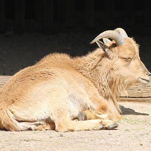 Young Barbary sheep