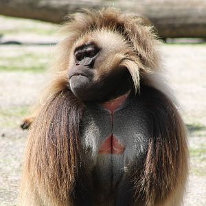 Gelada male