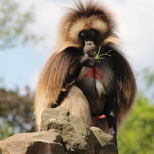 Gelada male