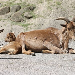 Barbary sheep with young