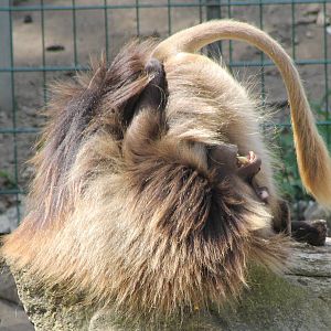 Gelada - up-side-down