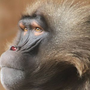 Gelada male