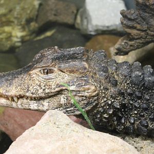 Cuvier's dwarf caiman
