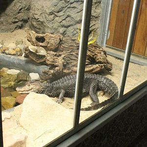 Cuvier's dwarf caiman