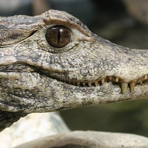 Cuvier's dwarf caiman