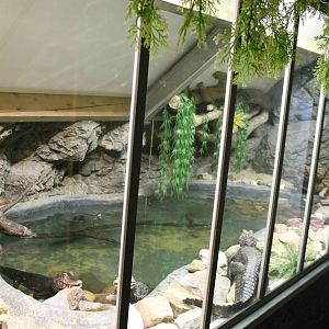 Enclosure Cuvier's dwarf caiman