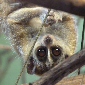 Male Pygmy Slow Loris, June 2016