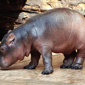 Common Hippo