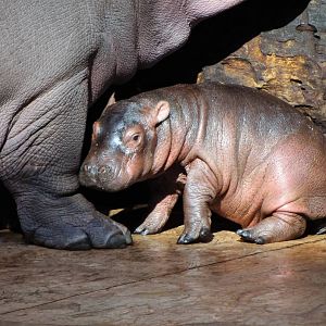 Common Hippo