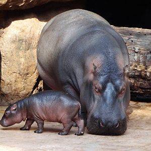 Common Hippo
