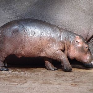 Common Hippo