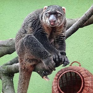 Bear Cuscus