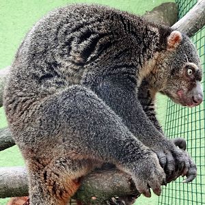 Bear Cuscus