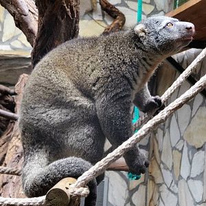 Bear Cuscus