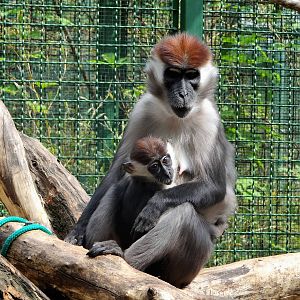 Collared Mangabey