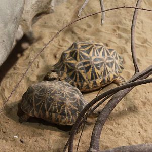 Indian star tortoises