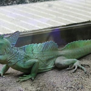 Crowned basilisk