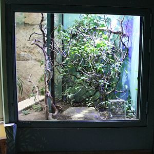 Enclosure Eylash viper