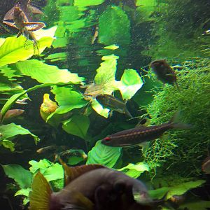 Freshwater butterflyfish