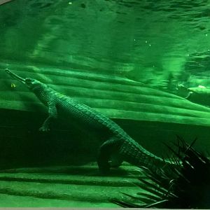 Gharial