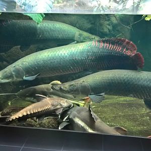 Amazon freshwater tank