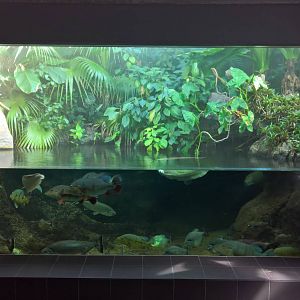 Freshwater tank