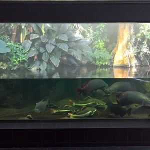 Amazon freshwater tank