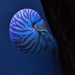 Nautilus