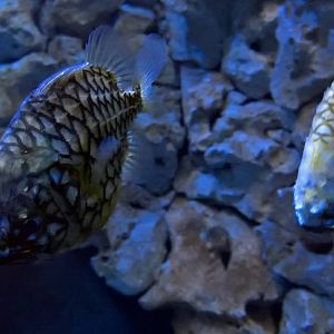 Australian Pineapplefish