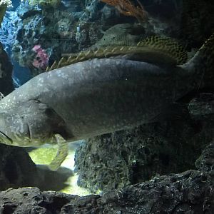 Giant grouper