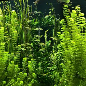Freshwater tank