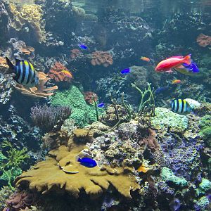 Coral reef tank