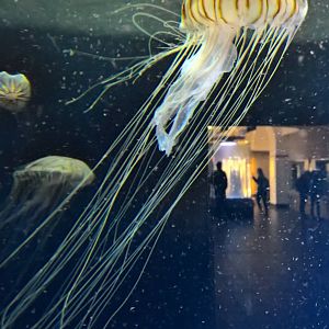 Japanese Sea Nettle