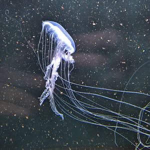 Amakusa Jellyfish